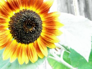 web sunflower 3