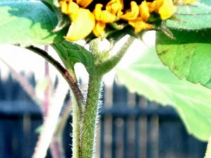 web sunflower 2