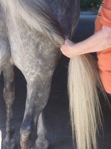 Freightner and one of the horses at Wild Hearts building trust. Photo credit: Margaret Bellifiore