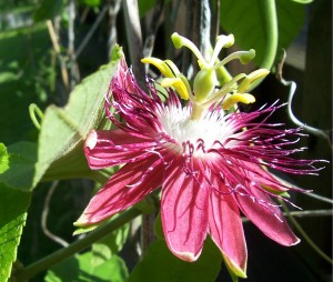 Bellafiore passiflora